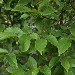 Carpinus betulus 'Fastigiata' 18-20 EHS